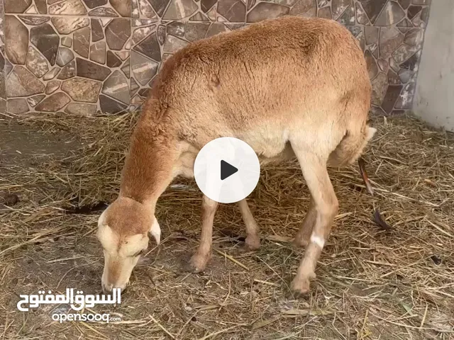 جاعده للبيع