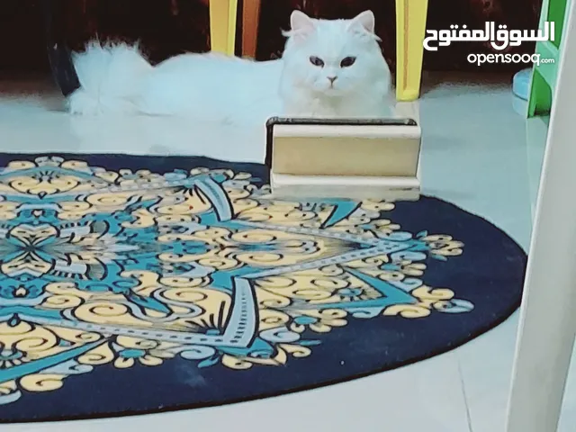 very nice cat very cute cat persian cat white cat long hair his name is moilsh very cool not runaway