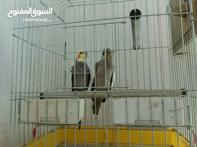جوز كوكتيل