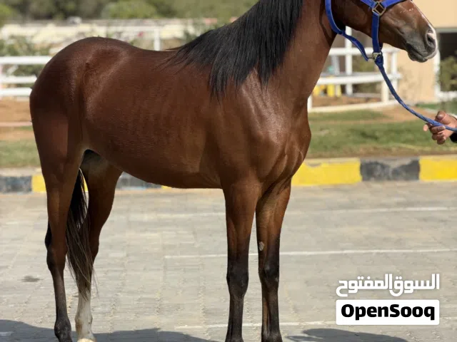 Horse for sale