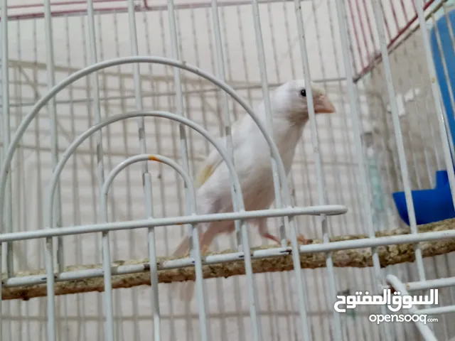 طيرة كنار جاهزة عالفحل مباشرة