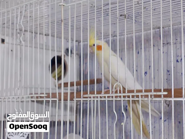 متاح زوج الحبشي والشكريه ب80جواهن4بيضات شادات والمسبع والشكريه ب100 جواهن 3بيضات وجاي تكمل