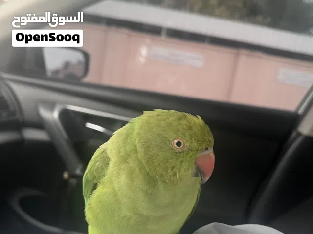 دره هندي اليف شوف لوصف