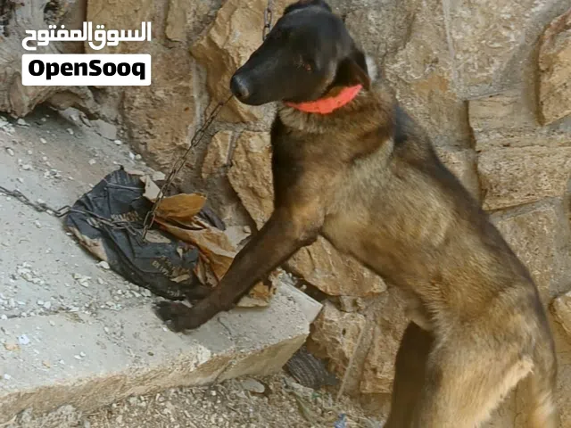 كلاب ملينو