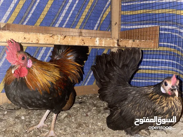 دجاج سيراما