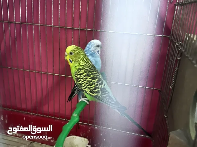 عصافير للبيع عصافير رو عصافير الجنة تحت خمس بيضات عصافير حب في إشي منه اليف سبب البيع السفر