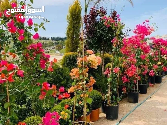 ورد جوري فرنسي ياسمين رينغو فل ايطالي مجنونه تركي يتوفر جميع انواع الورود