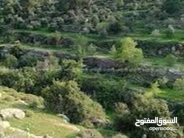 Farm Land for Sale in Amman khan Al-Zabib