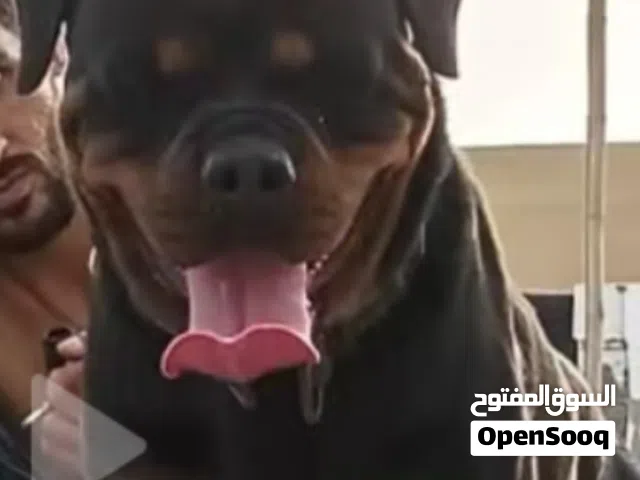 بدايت تعارف