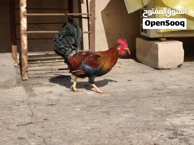 دجاج عربي مال بيت زوج