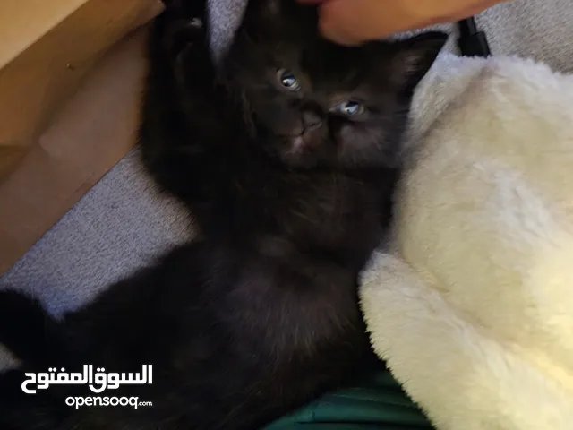 تبني كتن شهرين (سكوتش ستريت)