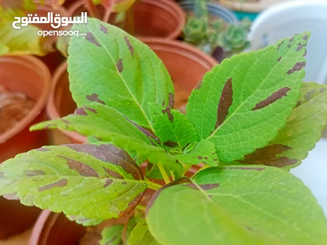 مشتل بيتي متوفر انواع زينة خارجية وداخلية والتوصيل بأسعار رمزية