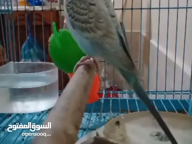 بادجي متكلم فصيح