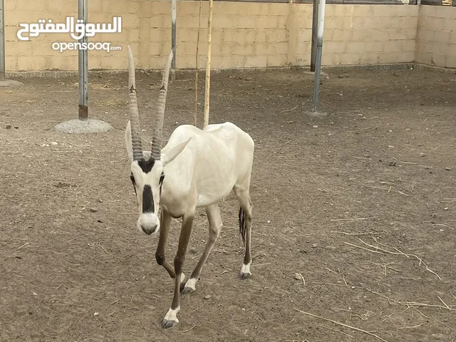 العربي اصيل