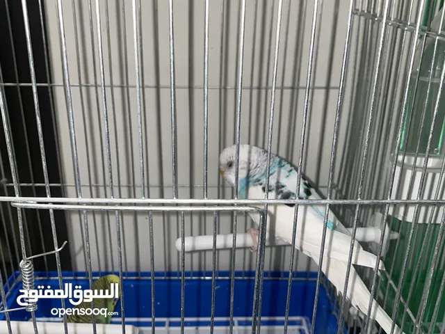 طيور الحب 10دينار