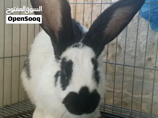 انثى ه عشار بابيون