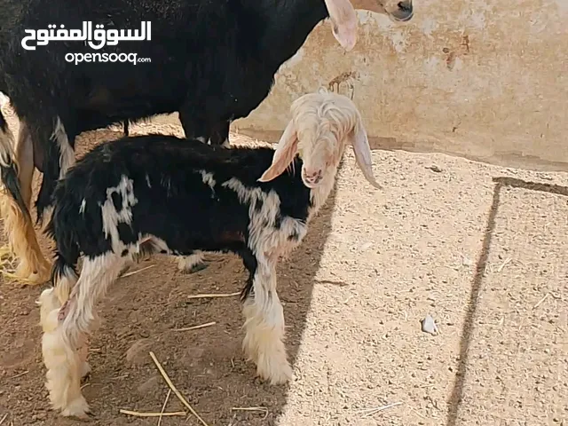 جاعده نجديه هيه وبنتها
