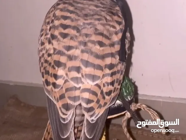 مطلوب طير حر صغير أو حميمج الرقم