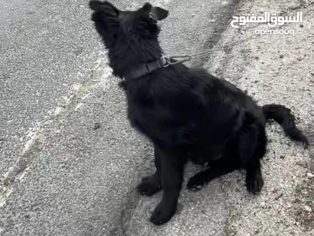 كلب جيرمن بلاك سك عضم عريض ذكر عمر 5 شهور