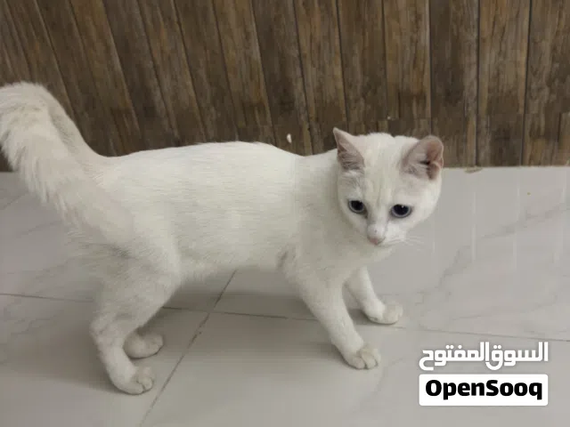 free white cat female قط ابيض أنثى مجاناً