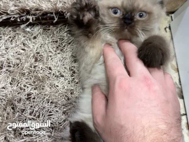 قطة أنثى عمر شهرين مطعمة لون كريمي بأطراف غامقة للبيع في الموصل