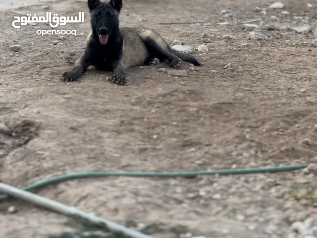 جراو بلجم مالينو مستوا عالي للبيع