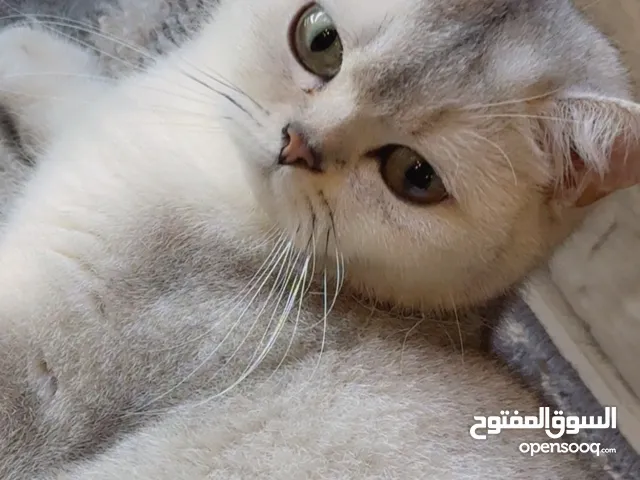 قطتين ذكر وانثى نوع سكوتش