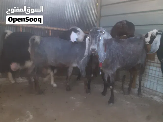 ماعز للبيع
