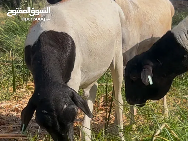 السلام عليكم ورحمة الله بيع كبشان