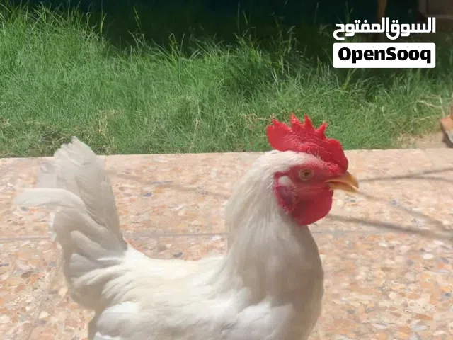 ديج عرب ابيض