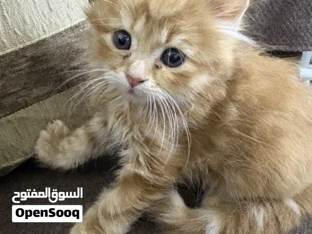 قطط مكس من ام انغورا تركي واي سكوتش