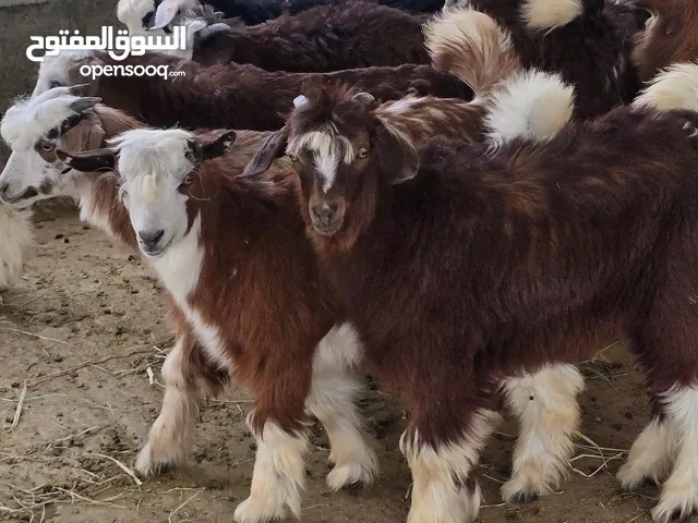 جدايا من حلال الرحوب زاهبات ياكلن وامورهن طيبه