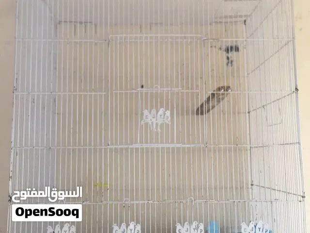 مطلوب نفس هذه القفص