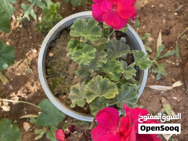 نباتات خارجية مزهرة وجميلة للزينة