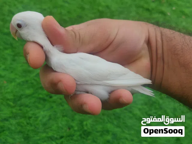 انثي البينو