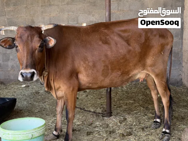 بقرة محليه عاقر
