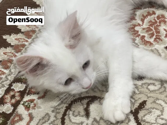 قط شيرازي من أصل