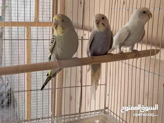 طيور حب مخاليف صحه فول