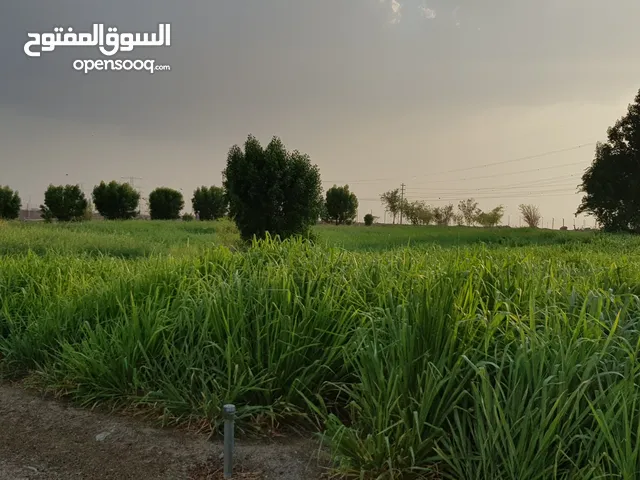 2 Bedrooms Farms for Sale in Ras Al Khaimah Other