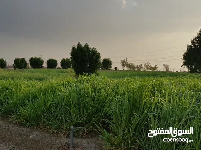 مزرعة للبيع في منطقة شوكة في راس الخيمة A farm for sale in Shawka area in Ras Al Khaimah