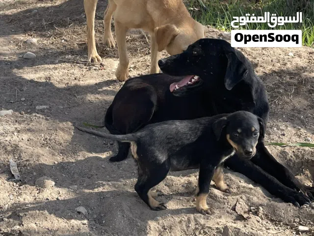 Pure Labrador - بيور لابرادور