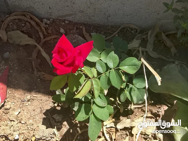 Residential Land for Sale in Hebron Dura