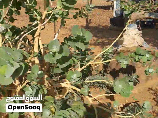 Farm Land for Sale in Khartoum Karari