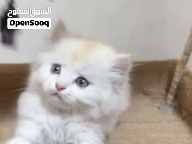 قطه شيرازي للبيع