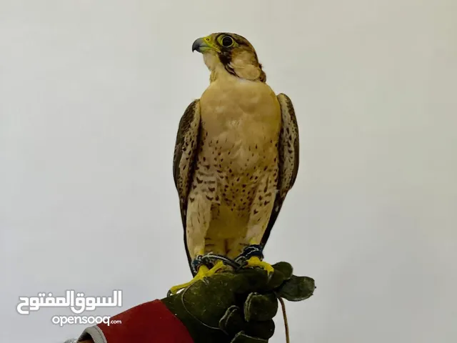 Virgin Peregrine Falcon for Sale – Top Quality Highly Trained & Healthy