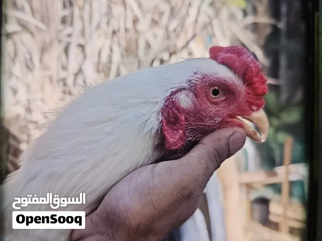 باكستاني قندهاري للبيع
