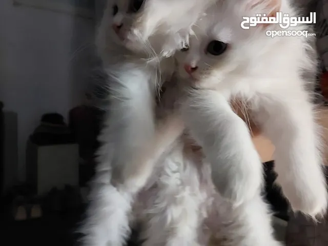 Persian kitten available for sale