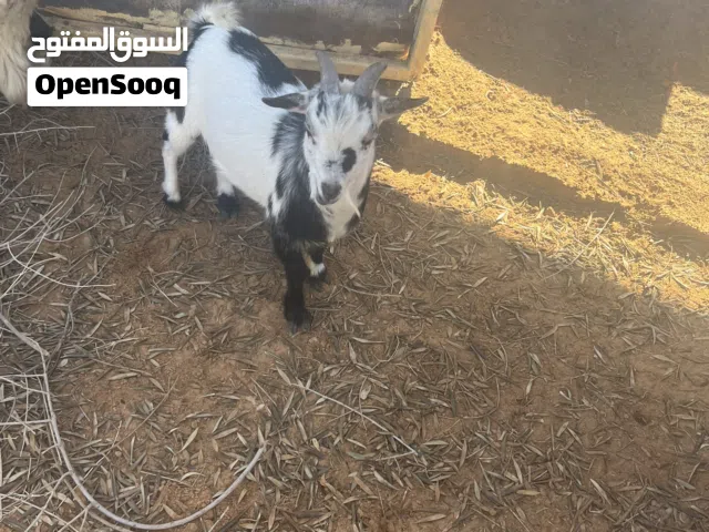 جدي كردي للبيع ربي يبارك مش ناقصه شـჂ̤
