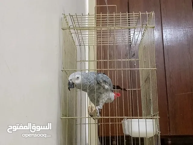ببغاء كاسكو متكلم بحكي اكثر من 30 كلمه
