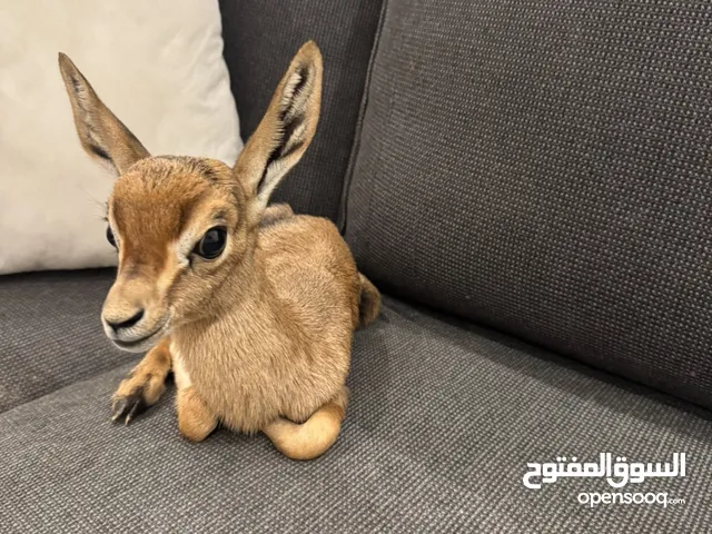 غزال ديماني